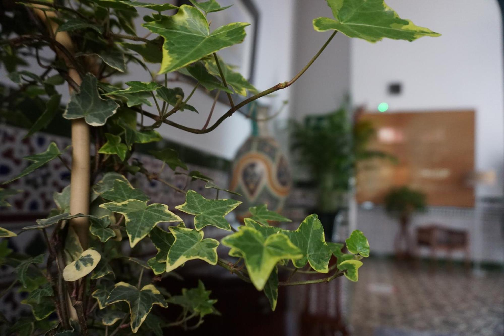 奇皮奥纳 蒙特塞拉特德尔马旅馆酒店 外观 照片